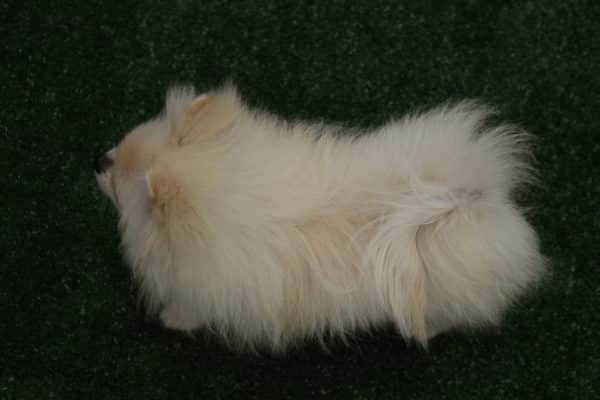 Macho Creme - Lulu da Pomerânia - Image 2