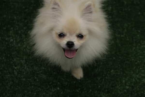 Macho Creme - Lulu da Pomerânia - Image 3