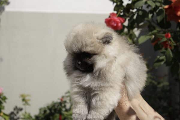 Macho Creme Sable - Spitz Alemão (Lulu) - Image 5