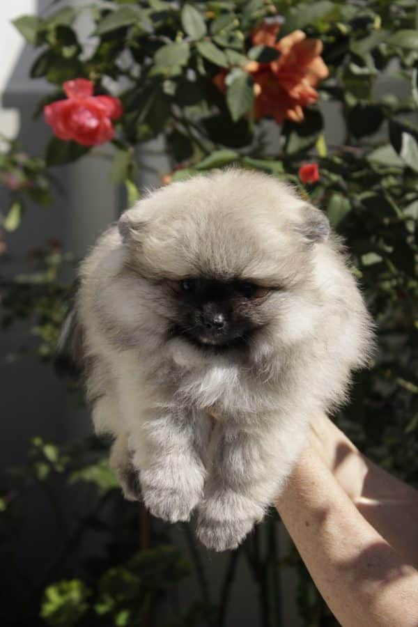 Macho Creme Sable - Spitz Alemão (Lulu) - Image 6
