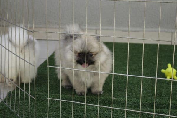Macho Creme Sable - Spitz Alemão (Lulu)