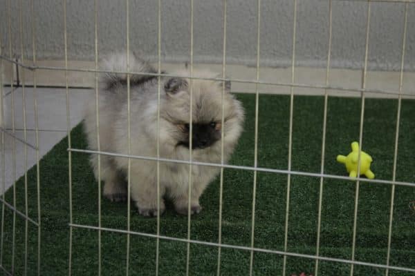 Macho Creme Sable - Spitz Alemão (Lulu) - Image 7