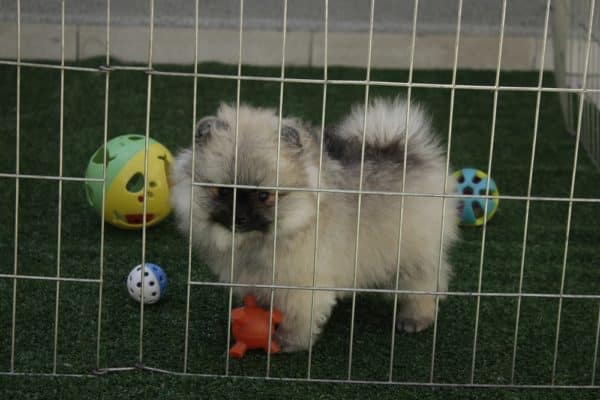Macho Creme Sable - Spitz Alemão (Lulu) - Image 2