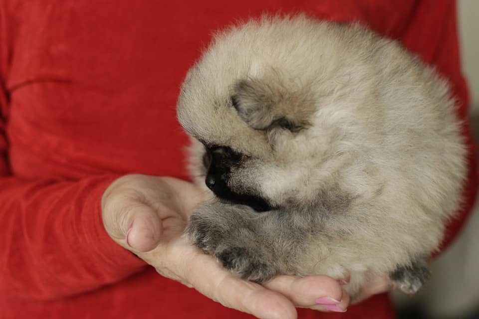 Lulu da Pomerânia - Spitz Alemão Creme Sable