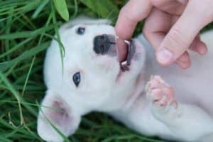 dentição canina