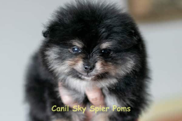 Macho black tan - Spitz Alemão - Image 14