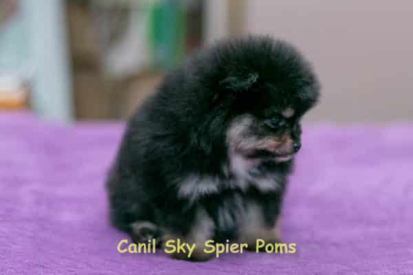 Macho black tan - Spitz Alemão - Image 2