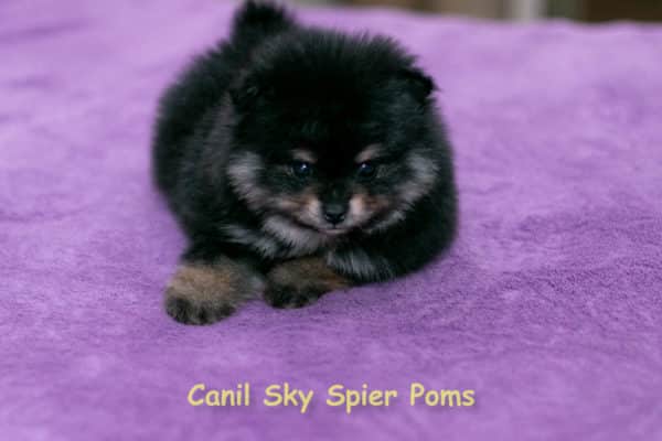 Macho black tan - Spitz Alemão - Image 11