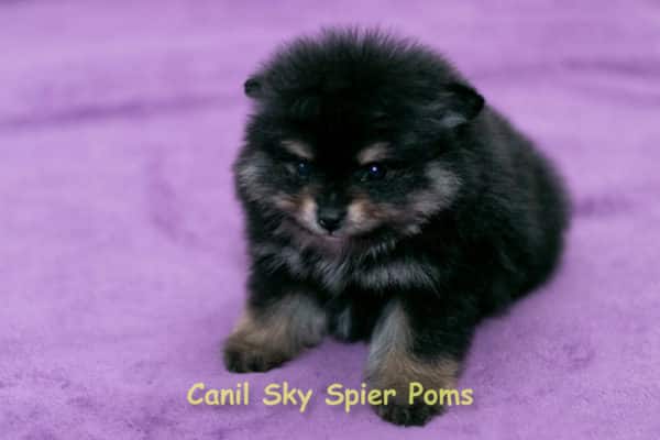 Macho black tan - Spitz Alemão - Image 9