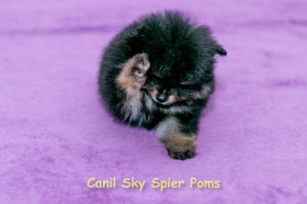 Macho black tan - Spitz Alemão - Image 10