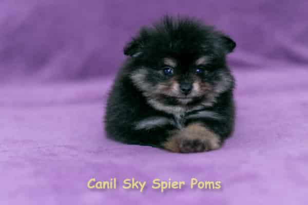 Macho black tan - Spitz Alemão - Image 12