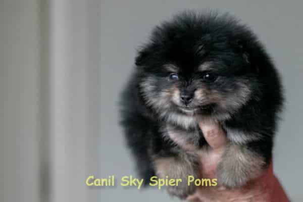 Macho black tan - Spitz Alemão - Image 13