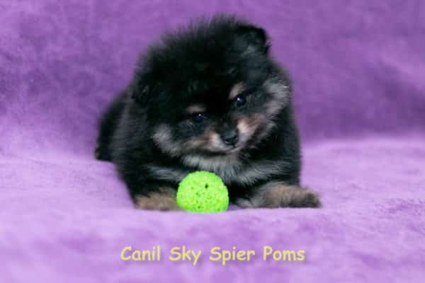 Macho black tan - Spitz Alemão
