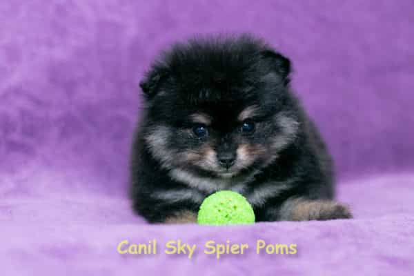 Macho black tan - Spitz Alemão - Image 4