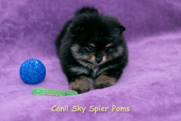 Macho black tan - Spitz Alemão - Image 5