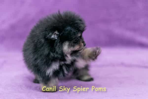 Macho black tan - Spitz Alemão - Image 6