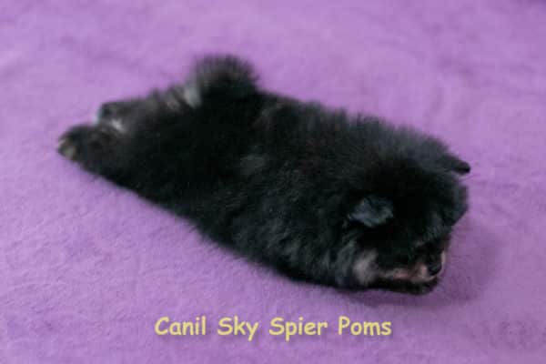 Macho black tan - Spitz Alemão - Image 7