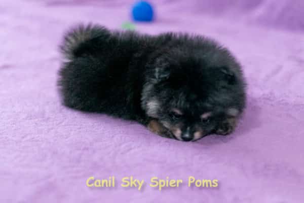 Macho black tan - Spitz Alemão - Image 8