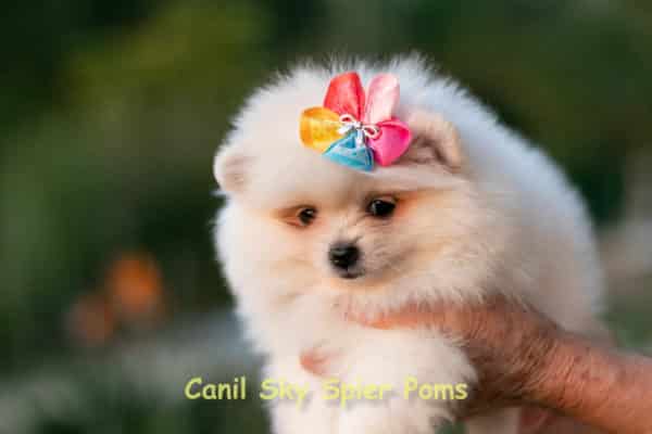 Fêmea Branca nuance creme - Lulu da Pomerânia (Spitz Alemão Anão) - Image 16