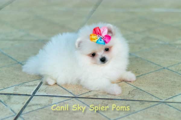 Fêmea Branca nuance creme - Lulu da Pomerânia (Spitz Alemão Anão)