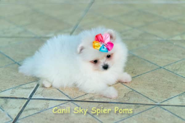 Fêmea Branca nuance creme - Lulu da Pomerânia (Spitz Alemão Anão) - Image 3