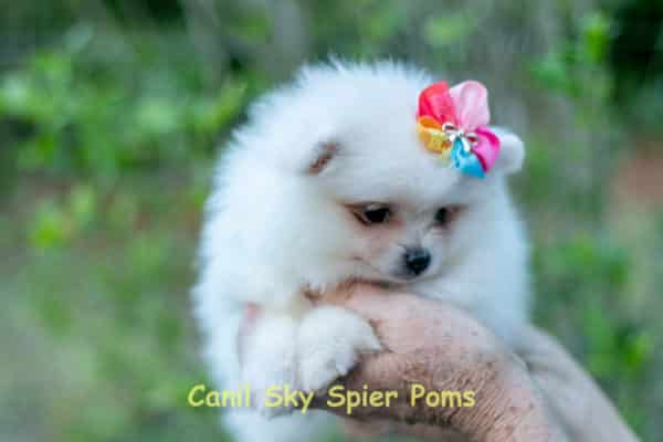 Fêmea Branca nuance creme - Lulu da Pomerânia (Spitz Alemão Anão) - Image 6