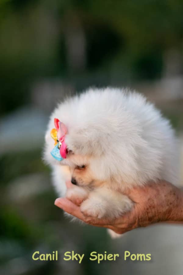 Fêmea Branca nuance creme - Lulu da Pomerânia (Spitz Alemão Anão) - Image 15