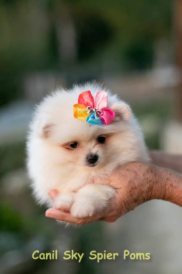Fêmea Branca nuance creme - Lulu da Pomerânia (Spitz Alemão Anão) - Image 14