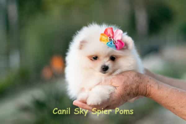 Fêmea Branca nuance creme - Lulu da Pomerânia (Spitz Alemão Anão) - Image 13