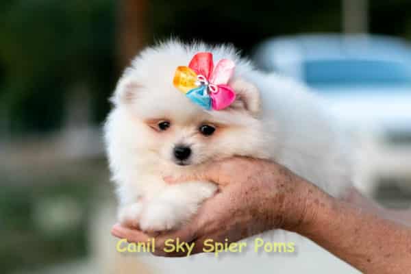 Fêmea Branca nuance creme - Lulu da Pomerânia (Spitz Alemão Anão) - Image 12