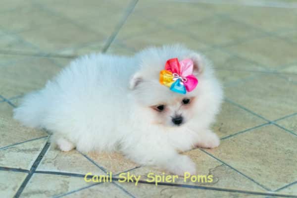 Fêmea Branca nuance creme - Lulu da Pomerânia (Spitz Alemão Anão) - Image 11