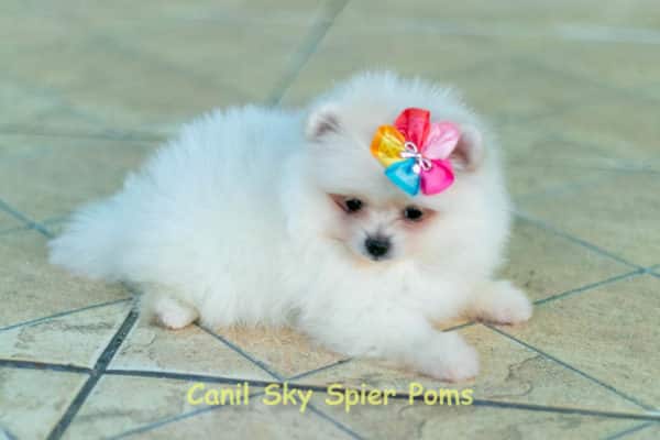 Fêmea Branca nuance creme - Lulu da Pomerânia (Spitz Alemão Anão) - Image 9