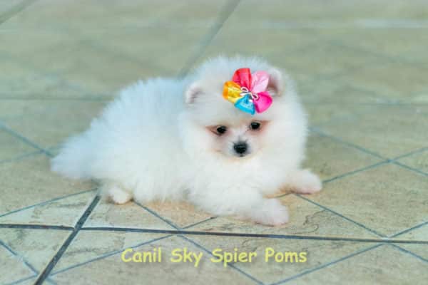Fêmea Branca nuance creme - Lulu da Pomerânia (Spitz Alemão Anão) - Image 5