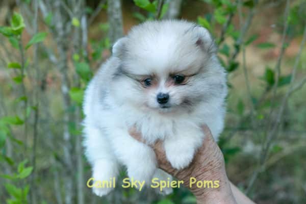 Macho Particolor - Spitz alemão - Image 6