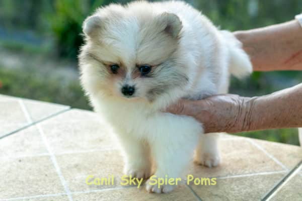 Macho Particolor - Spitz alemão - Image 11