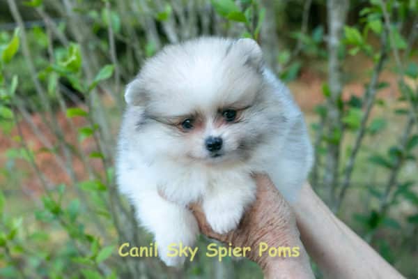 Macho Particolor - Spitz alemão - Image 8