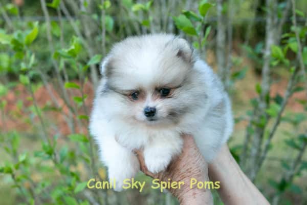 Spitz alemao macho