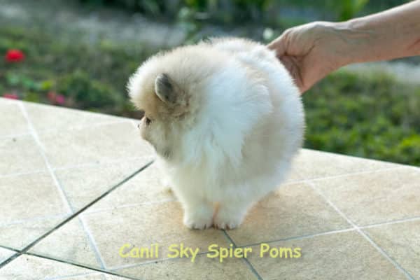 Macho Particolor - Spitz alemão - Image 4