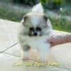 Fêmea Particolor - Lulu da Pomerânia (Spitz Alemão Anão) - Image 15