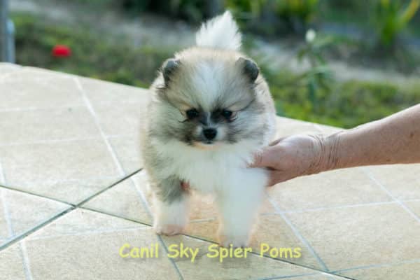 Fêmea Particolor - Lulu da Pomerânia (Spitz Alemão Anão) - Image 15
