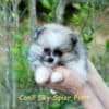 Fêmea Particolor - Lulu da Pomerânia (Spitz Alemão Anão) - Image 6