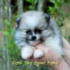 Fêmea Particolor - Lulu da Pomerânia (Spitz Alemão Anão) - Image 5