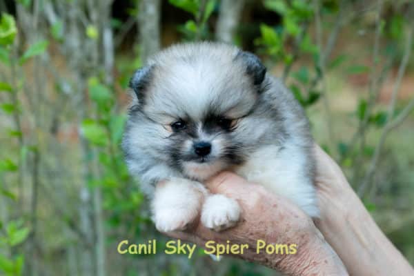 Fêmea Particolor - Lulu da Pomerânia (Spitz Alemão Anão) - Image 5