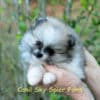 Fêmea Particolor - Lulu da Pomerânia (Spitz Alemão Anão) - Image 4