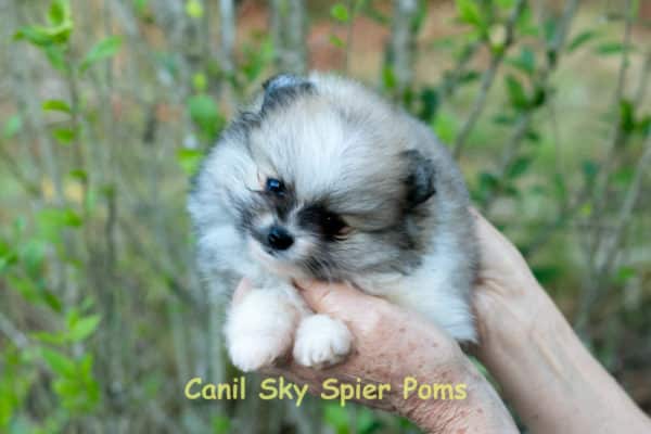 Fêmea Particolor - Lulu da Pomerânia (Spitz Alemão Anão) - Image 4
