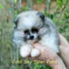 Fêmea Particolor - Lulu da Pomerânia (Spitz Alemão Anão) - Image 3