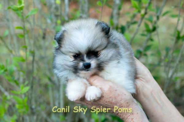 Fêmea Particolor - Lulu da Pomerânia (Spitz Alemão Anão) - Image 3