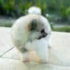 Fêmea Particolor - Lulu da Pomerânia (Spitz Alemão Anão) - Image 14