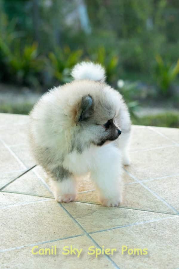 Fêmea Particolor - Lulu da Pomerânia (Spitz Alemão Anão) - Image 14
