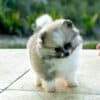 Fêmea Particolor - Lulu da Pomerânia (Spitz Alemão Anão)